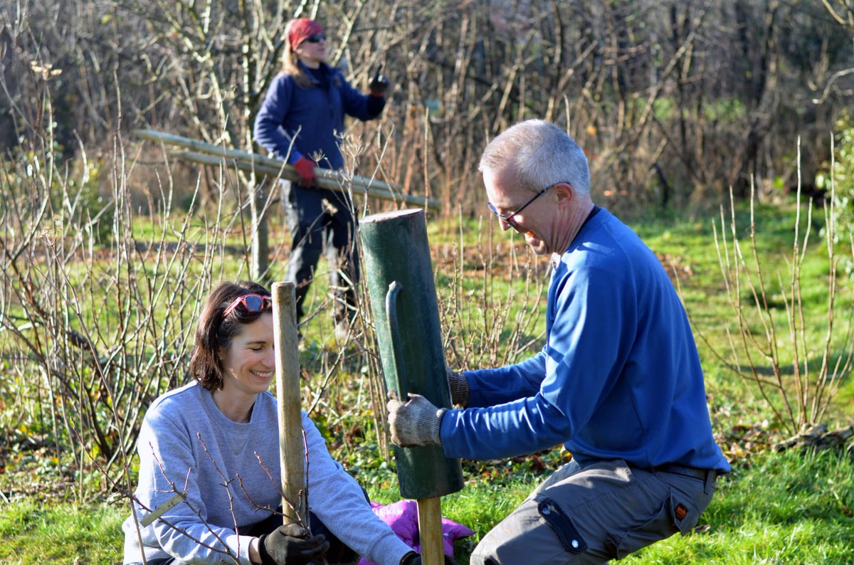 fruitnutvillage's tweet photo. Sunny fruit tree and fruit bush planting in #KingdomForestGarden #Stirchley earlier today. #BlossomWatch #Gage #Cherrycot #Plumcot #Damson https://t.co/0cYonvcSEx