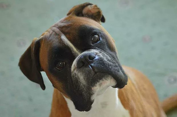 Hollanda hükümeti, kalıtsal rahatsızlıkları nedeniyle acı çeken kısa burunlu köpekler ile kıvrık kulaklı kedilerin tamamen yasaklanmasına karar verdi.