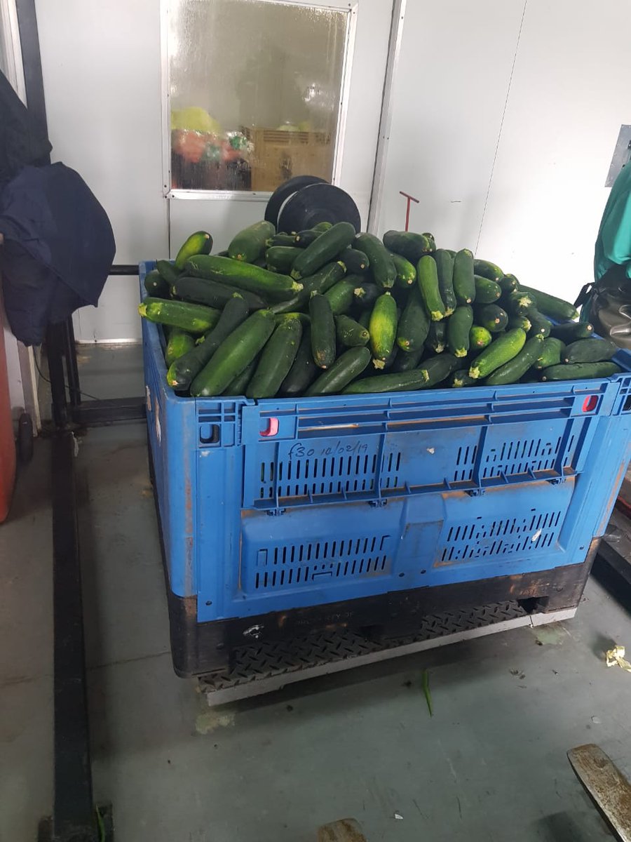vhegies's tweet photo. Good day farmers am looking for baby marrow this size,asap.@GloriaLotson @foodformansi https://t.co/b2hqBbWGAa