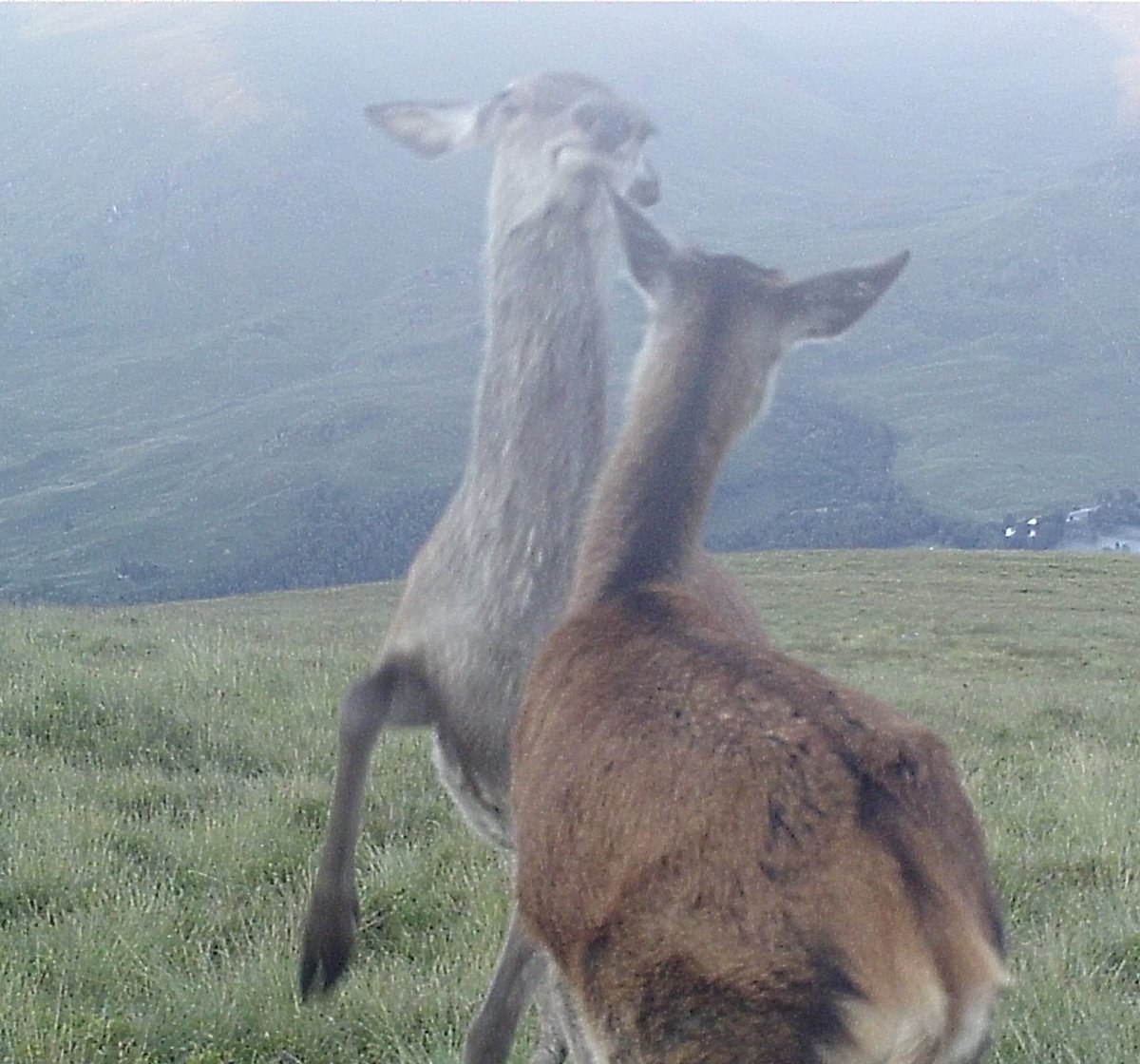 Deer diary: Saturday night data entry and I am annoyingly chipper in my voice recording