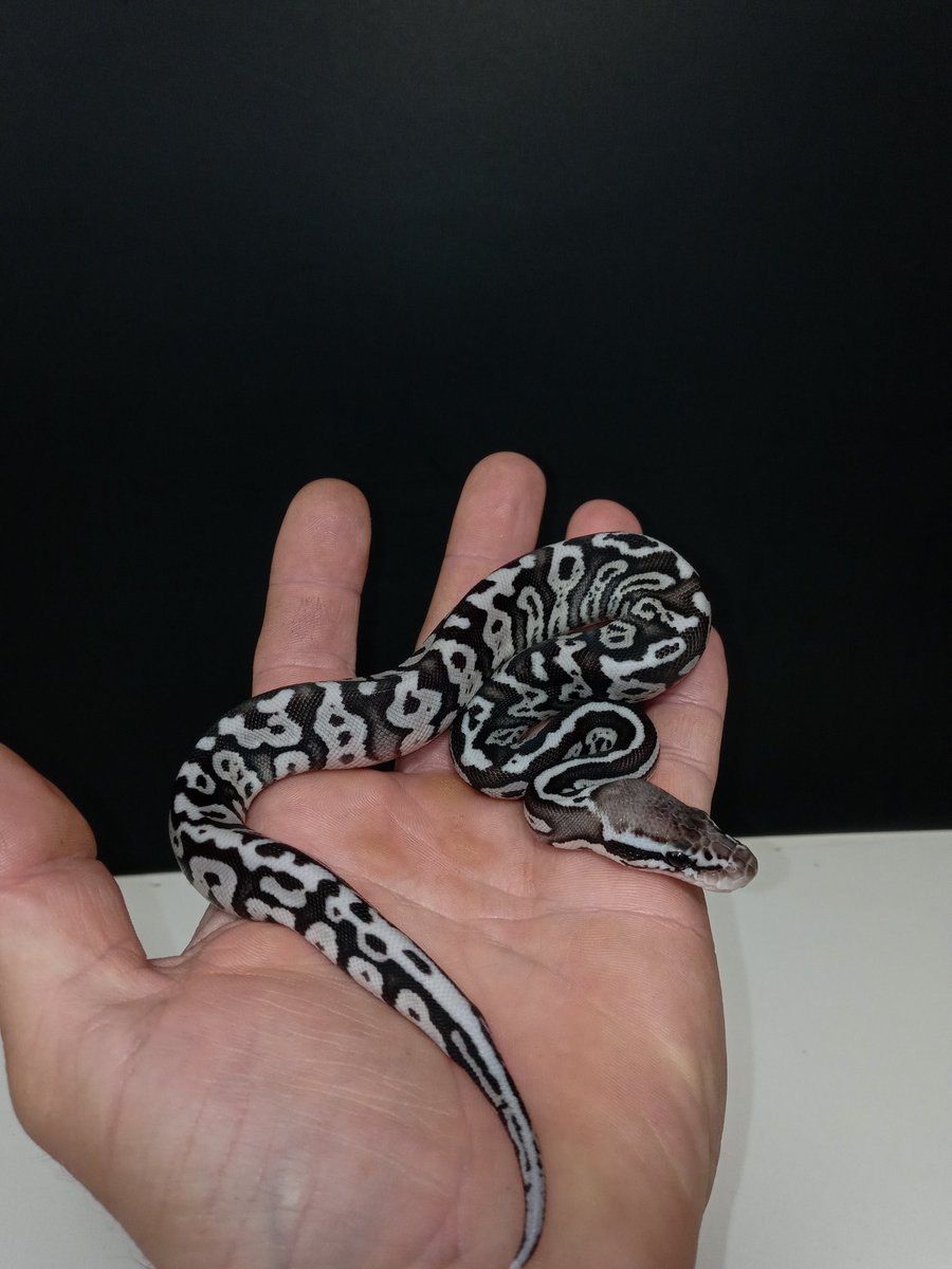 Only two in the world!
These guys insane and superseded my expections.
Vpi Axanthic Super Pastel Static and Vpi Axanthic Pastel Static