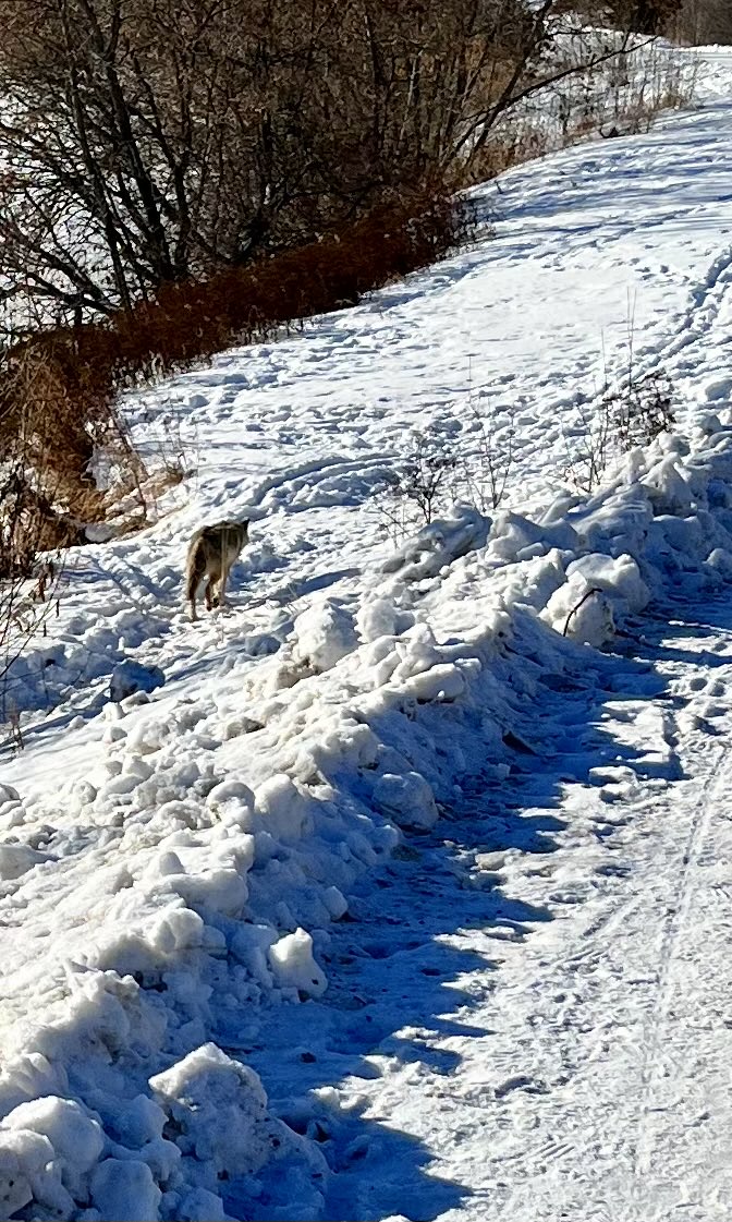 When one spots a coyote on a daily run, you should,
A) stop and marvel at nature;
B) find a pointy stick as it might make a nice hat, or
C) set new 1km PB.