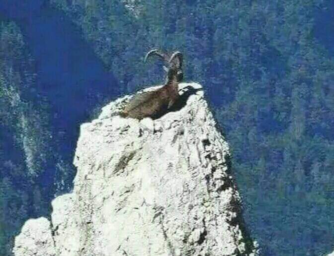 لا يمكن لهذا الشموخ أن ينكسر
#يوم_الوعل_اليمني