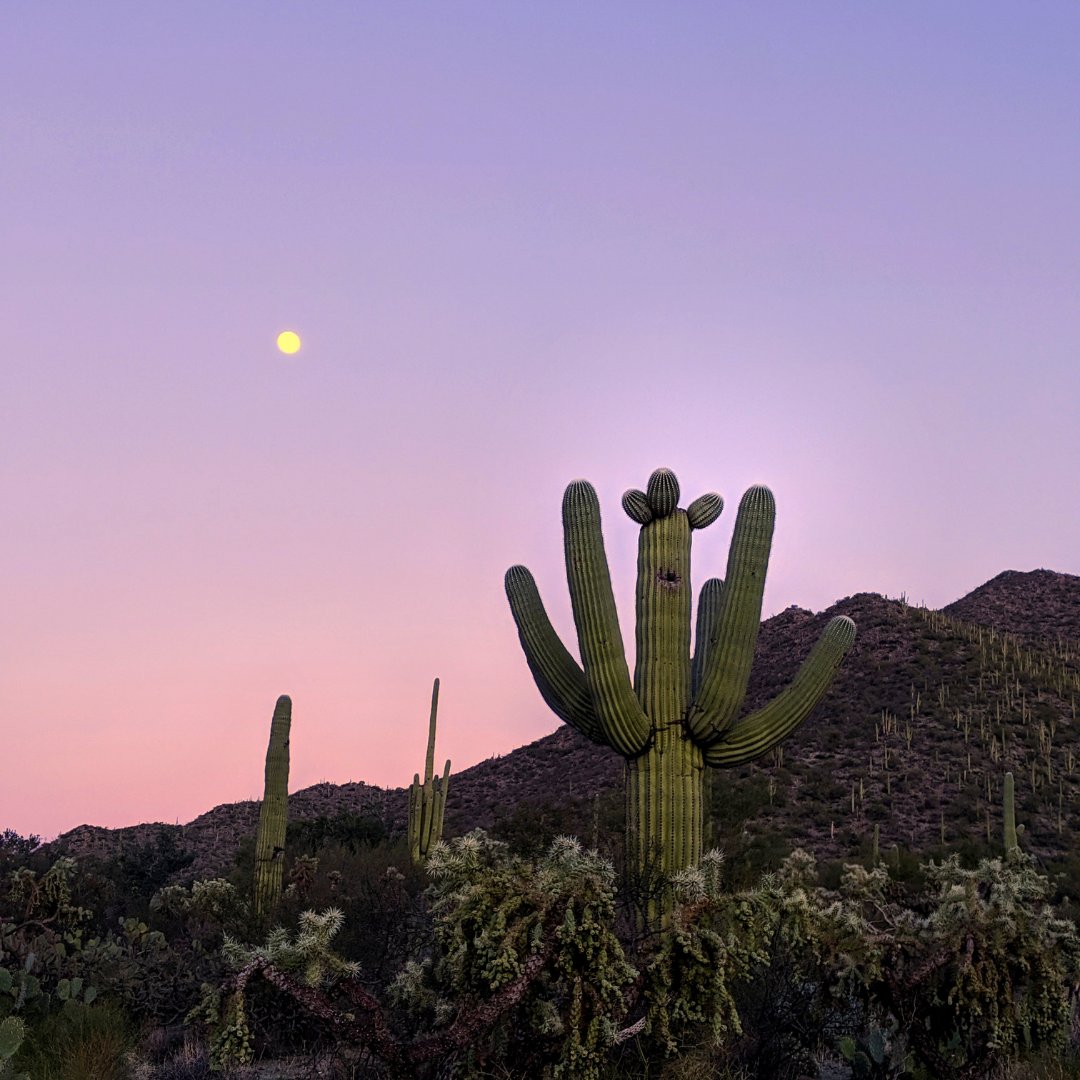 There’s no place like Scottsdale Arizona. 🌵✨