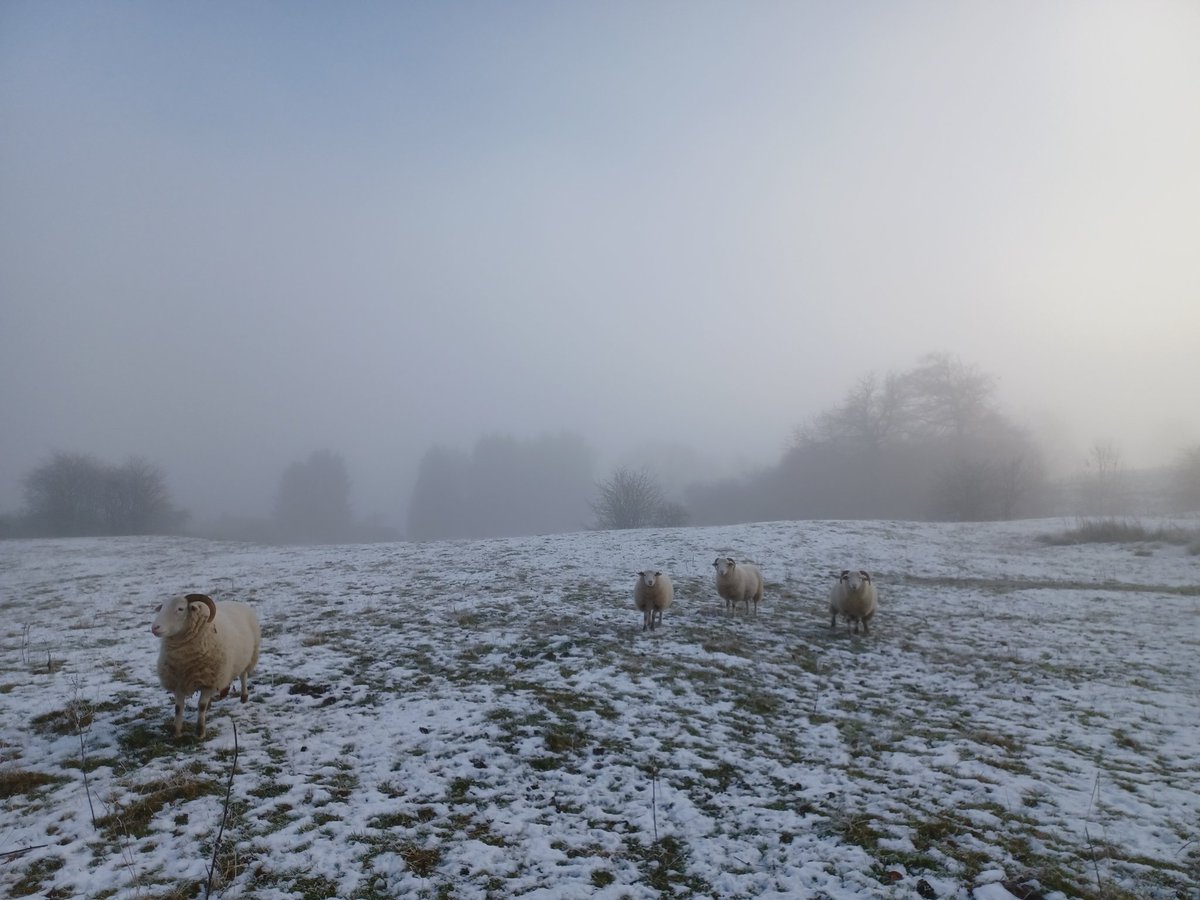 Rob15333645's tweet photo. Freezing fog here today, proper cold one. Cold but still a beautiful day. Sheep were ready for their hay more than usual. #ColdSnapDay #Saturday #peakdistrict https://t.co/rTZajVpkfF