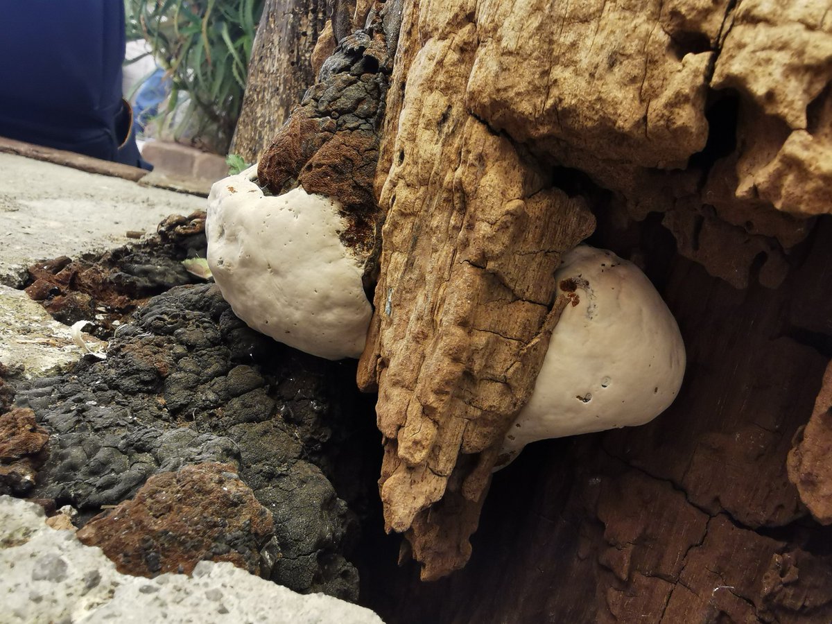 A_ZEPEDITA's tweet photo. Hola @Fungi_Cosas!! Encontramos este ejemplar en el tronco de un árbol, ¿es alguna clase de hongo? https://t.co/ozIYL96tuh