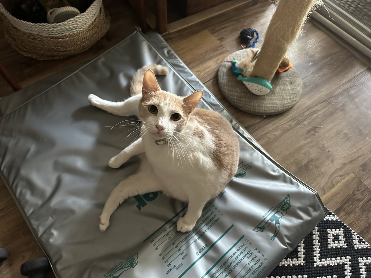 I will exercise as soon as my cat get off my exercise mat. 🤣🐈❤️
#exercisefor50s