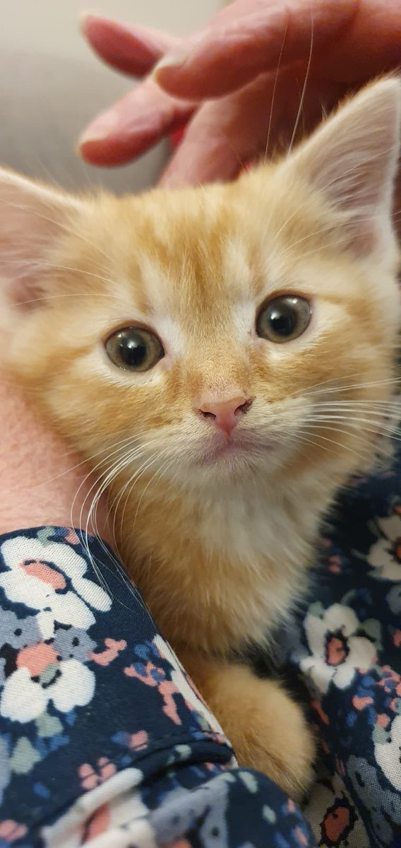 My mums new kitten, Frank, arrived today and I might die…