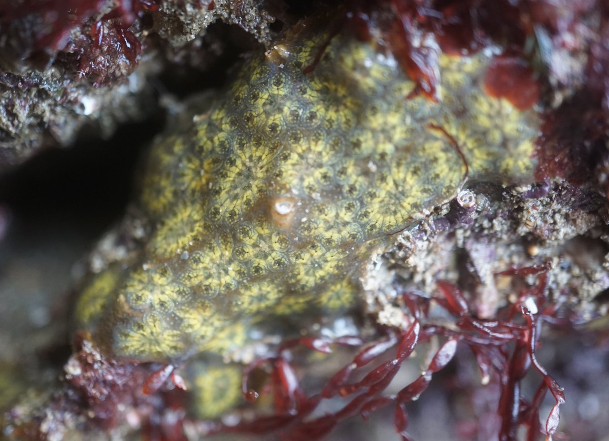 Some other cool rockpool finds from earlier - Long-clawed Spider Crab, Green Sea Urchin, Blue-rayed Limpet and Star Ascidian!