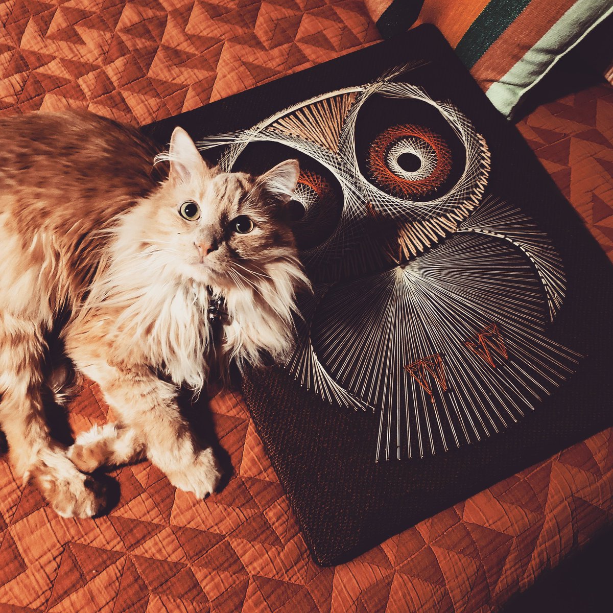 NTNLcats's tweet photo. The Owl and the Pussycat. With #BoxerPJohnson. #floof #CatsOfTwitter https://t.co/lVvG7TSAsX