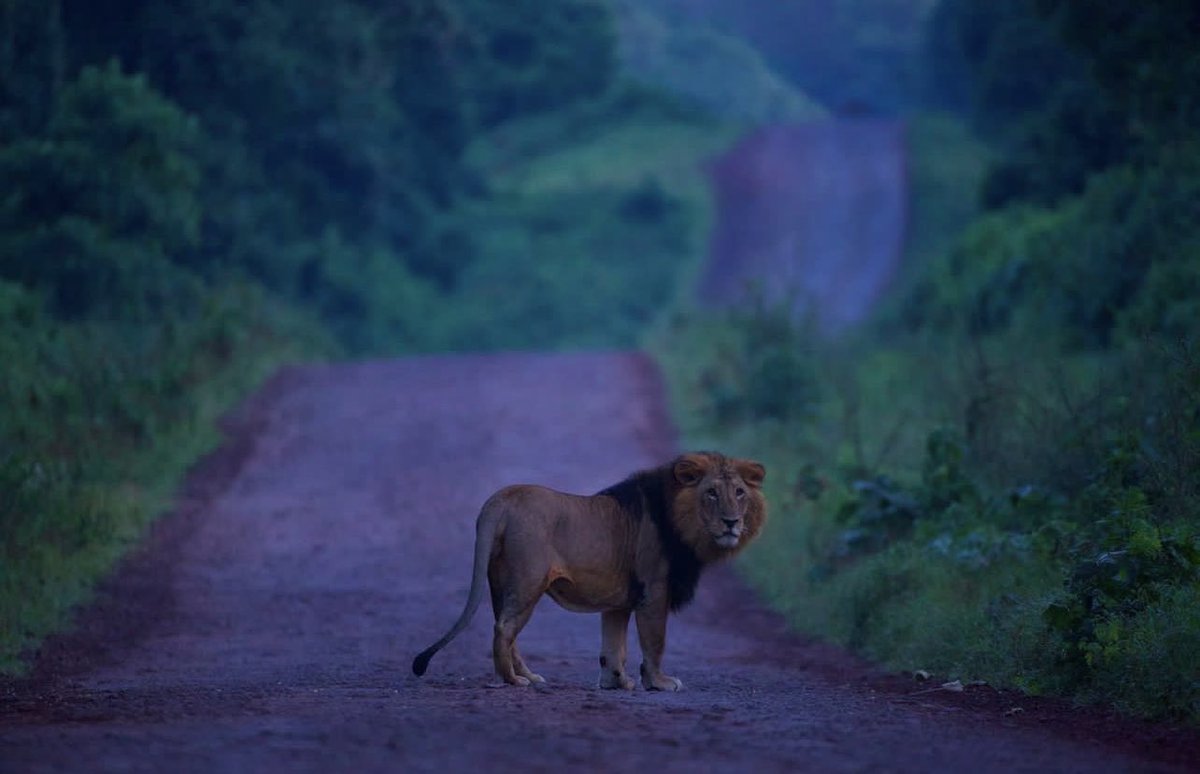 King_Ben🌍 on Twitter "The BlackManed Lion is a rare subspecies found