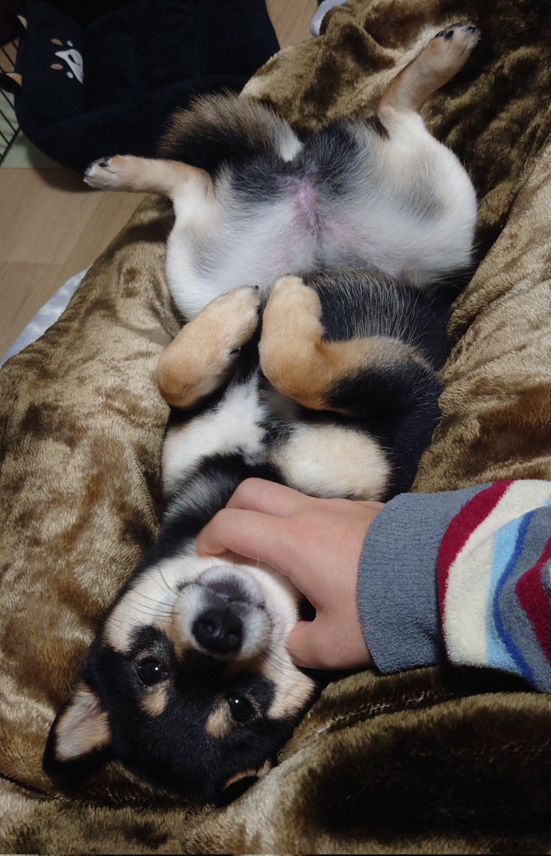 たまにはこっちにも犬要素おいとくか