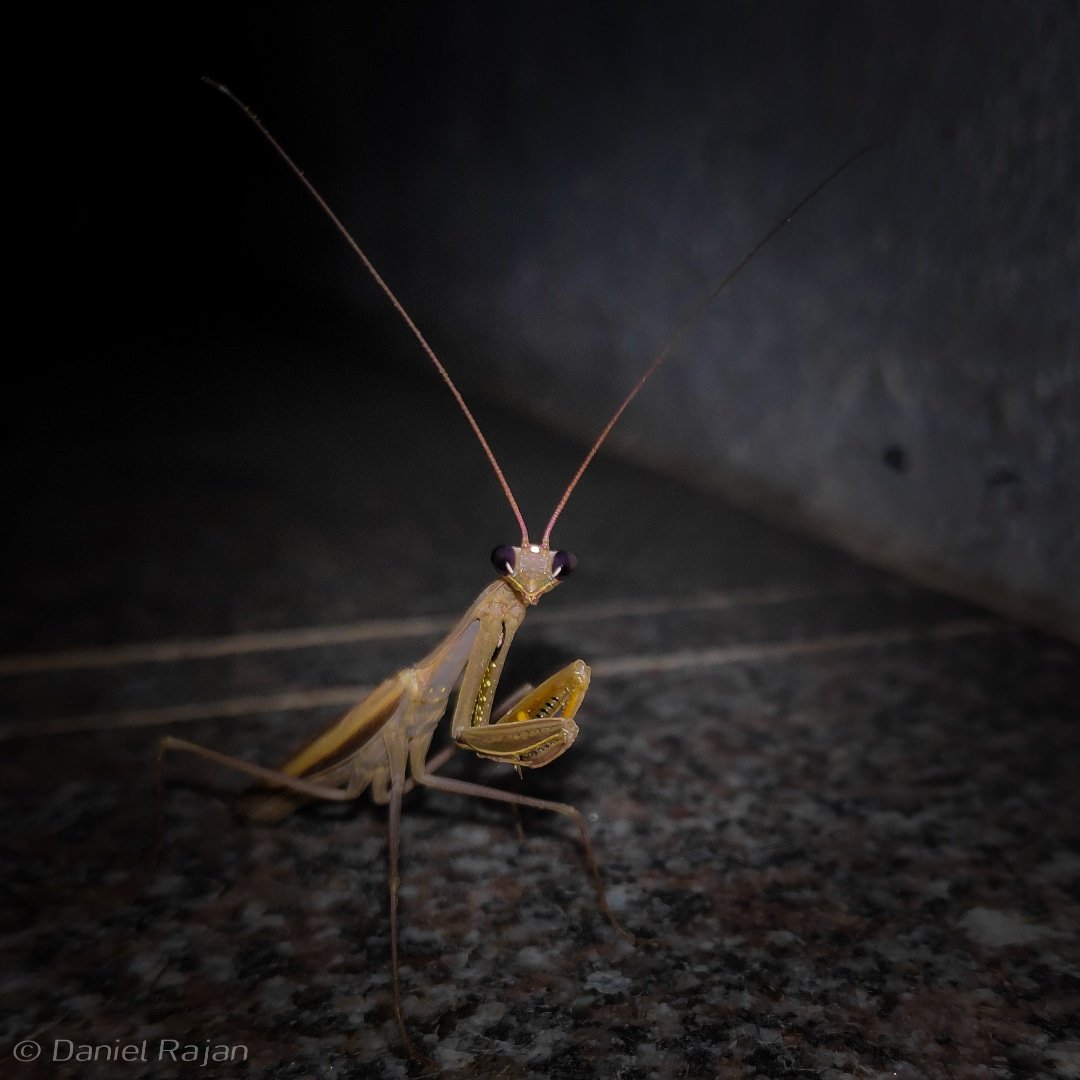 danielraja22's tweet photo. @BraydenCreation Shot on #pocof1 https://t.co/ehsNLjk3kV
