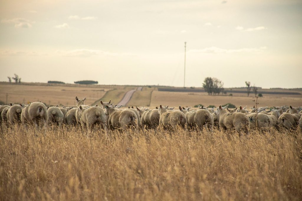 Que bichito bien adaptado a la seca…
