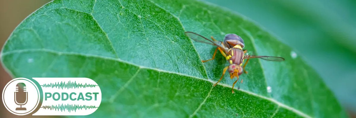 Regional coordinator of the Yarra Valley Queensland Fruit Fly Group, Bronwyn Koll explains why the community needs to come together to manage Queensland Fruit Fly in the latest ‘The Good, The Bad, and the Bug-ly’ episode. Listen 🎧 here buff.ly/3E2sv8V