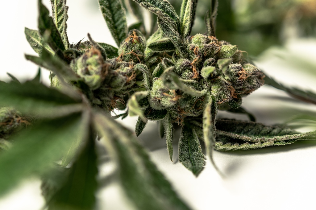 fluentcannabis's tweet photo. Hitting all the right angles β¨π·
#WeSpeakCannabis #GetFluent #FLMMJ https://t.co/PrbP0GJozb