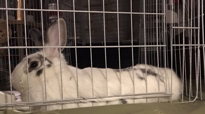 なんちゅうフォルム

かわよい 