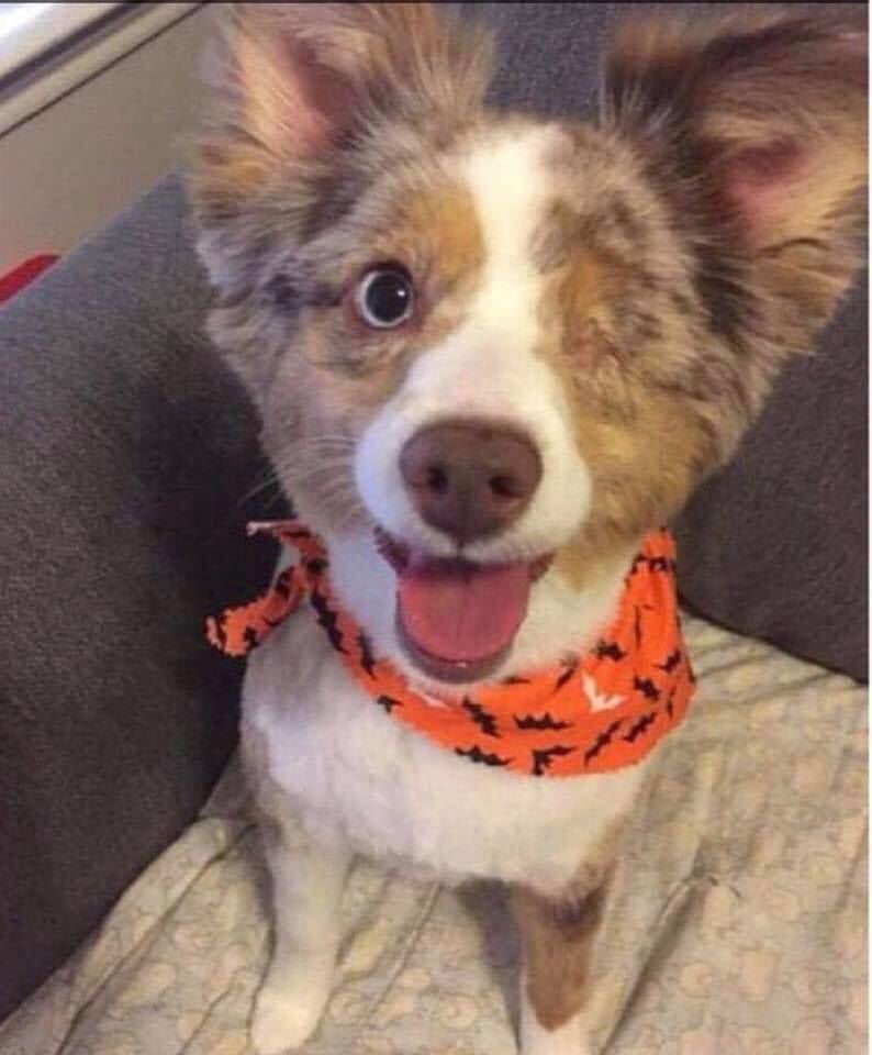 _XDogs's tweet image. Just adopted don’t scroll down without saying hello to me!🙏