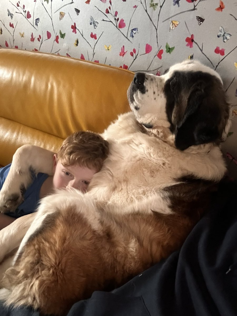 Harry and <a href="/PetsAsTherapyUK/">Pets As Therapy</a> Disney have an amazing bond with each other. Total respect and ease #therapydog #love #DogsOnTwitter