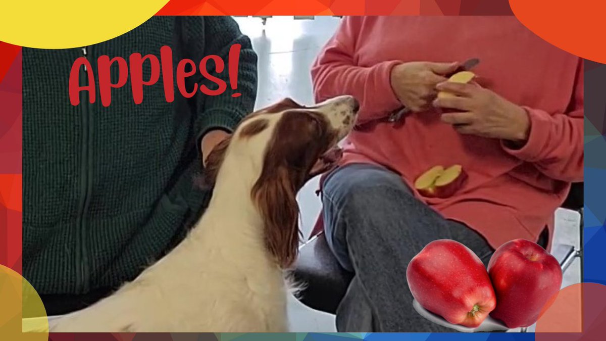 Why are apples good for dogs? 🍎🐕 youtu.be/blUADwDQ2RU via @mycrazylifewithdogs