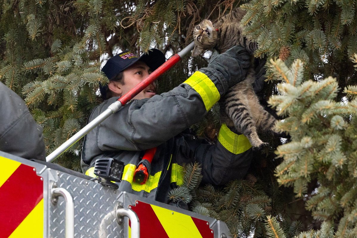 Rebecca Kivak (@ttrebeccakivak) on Twitter photo Great pic by <a href="/cddolan/">Chris Dolan</a> of Scranton firefighter Mark Granahan rescuing Rainbow the cat from a tree on Fisher Place in Scranton's South Side on Friday. Rainbow returned home safely after climbing a tree across the street from his house. Glad the little guy is OK! Great pic by <a href="/cddolan/">Chris Dolan</a> of Scranton firefighter Mark Granahan rescuing Rainbow the cat from a tree on Fisher Place in Scranton's South Side on Friday. Rainbow returned home safely after climbing a tree across the street from his house. Glad the little guy is OK!
