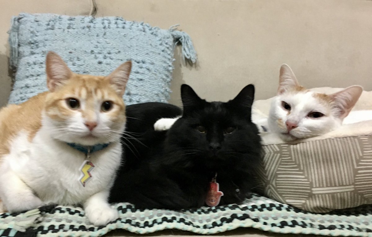 AnimalesCDMX tweet media