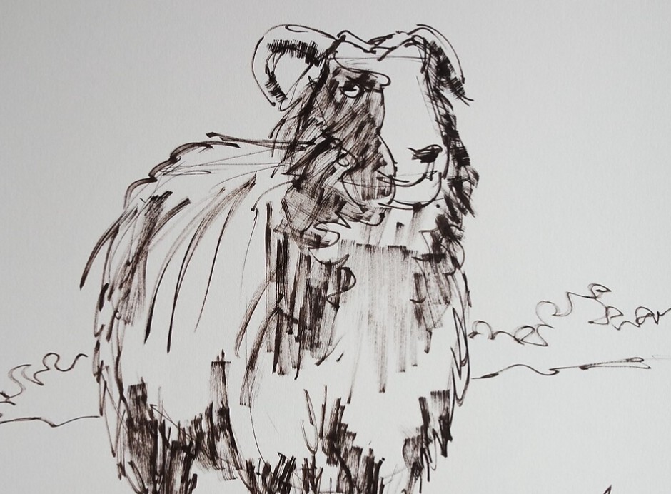 Jacob sheep drawing, get the full picture here redbubble.com/people/mikejor… #jacobsheep #jacobsheepdrawing #sheepArt #AYearForArt #animalartist #BuyIntoArt #BuyArtNotCandy #drawing