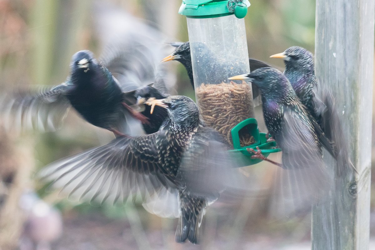 These cold mornings are bringing some very hungry garden visitors. 
Around 30 Starlings are in the area. They appear suddenly and become a blur of movement as they empty their feeder in no time at all.