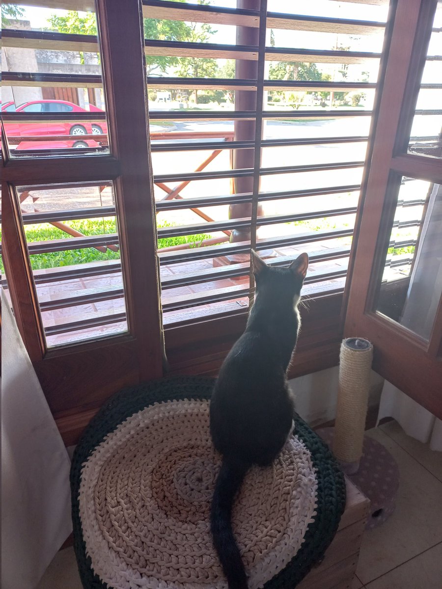 Julisemana's tweet photo. A ver que gatitos pasan por el pueblo...🐈 https://t.co/8Ig73I76EE