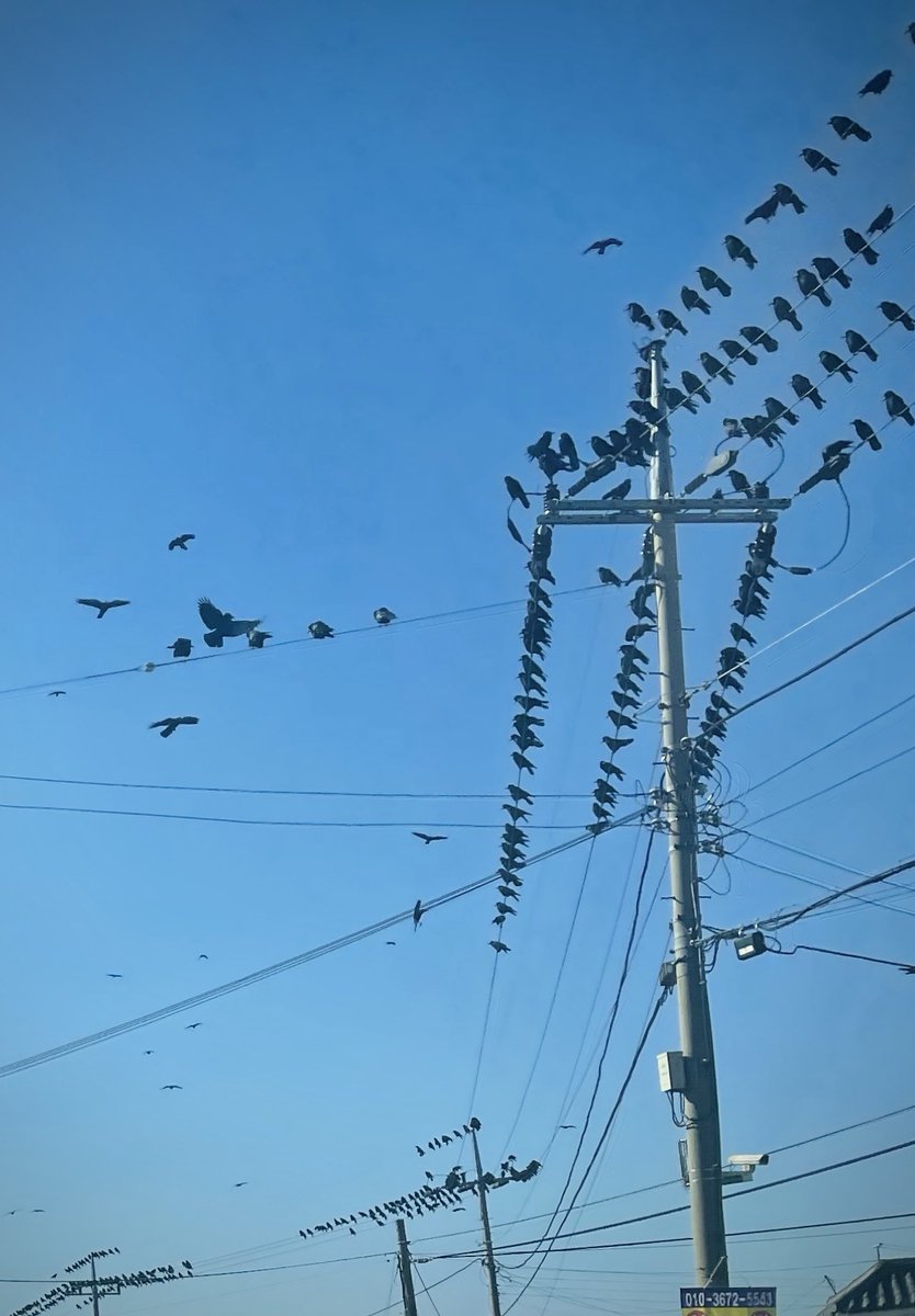 까치는 어디가고 까마귀 떼가 마중 나왔네~~까치 까치 설날은 어제라서 그런거니~~~