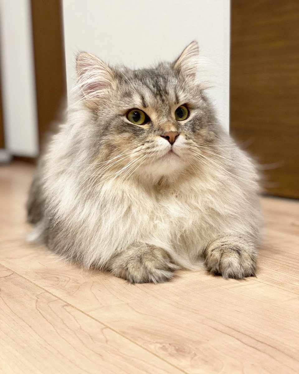 denden_1202's tweet photo. かっこいい写真が撮れたにゃ🐾

このキリッとした表情こそ
サイベリアンらしさなんだにゃ🐾

#猫
#ペット
#サイベリアン
#猫がいる生活
#イケメン https://t.co/TkrlQFUHaw