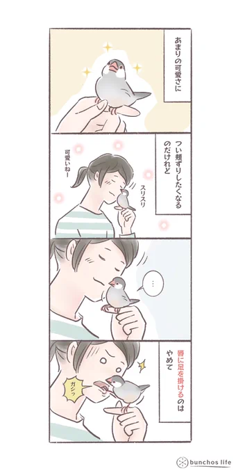 柔らかい羽にスリスリさせてもらう代償としてたまに傍若無人な対応を受ける
#文鳥 
#bunchoslife 
#4コマ漫画 