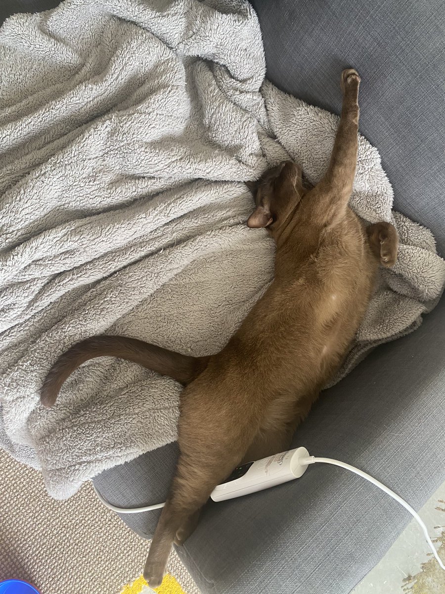 theburmesecat's tweet photo. Snoozy Sunday in sydney #CatsOfTwitter #cats https://t.co/lgQ4o2H4pp