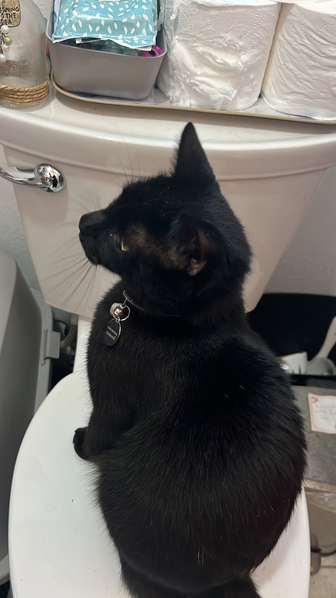 aubi98's tweet photo. i like to dream if we left the toilet seat up the cats would stop using it to climb to the windowsill but i think theyd just fall in the bowl https://t.co/UakMpMkG4L