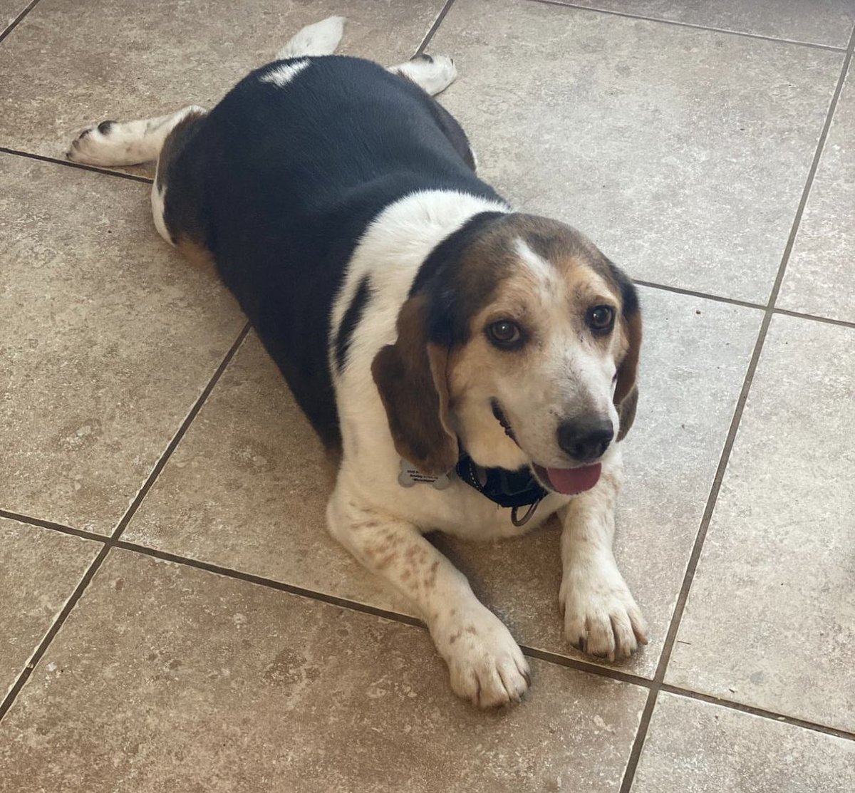 jestillcline's tweet photo. @joeimel Our dog Otto broke through our electric fence and got into the woods behind our house.  He has a red electric collar and a regular blue collar on. He’s in the woods between Meadowview Ave and 526. https://t.co/I2dkC6s5ey
