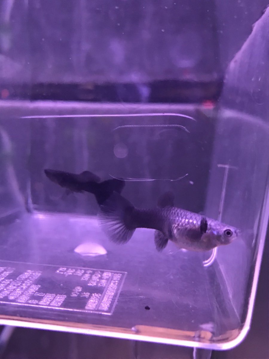 marukane_'s tweet photo. 本日も営業中です😊
フルブラックグッピー、ハイフィンブラックゴースト9cm、ブルータイガーパロット5cm等など入荷してます！

御来店お待ちしておりますm(_ _)m https://t.co/uZI1e1O1MY