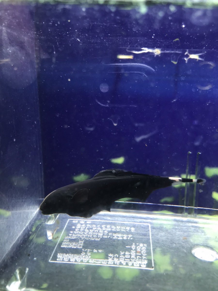 marukane_'s tweet photo. 本日も営業中です😊
フルブラックグッピー、ハイフィンブラックゴースト9cm、ブルータイガーパロット5cm等など入荷してます！

御来店お待ちしておりますm(_ _)m https://t.co/uZI1e1O1MY