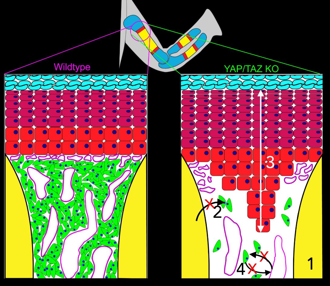 Our latest <a href="/biorxivpreprint/">bioRxiv</a> from Joe <a href="/CollinsMechbio/">Joseph Collins</a> is live today! 5+ years of work into this one, I’m so excited it’s here!

“YAP and TAZ couple osteoblast precursor mobilization to angiogenesis and mechanoregulated bone development.”

biorxiv.org/content/10.110…

paper thread: