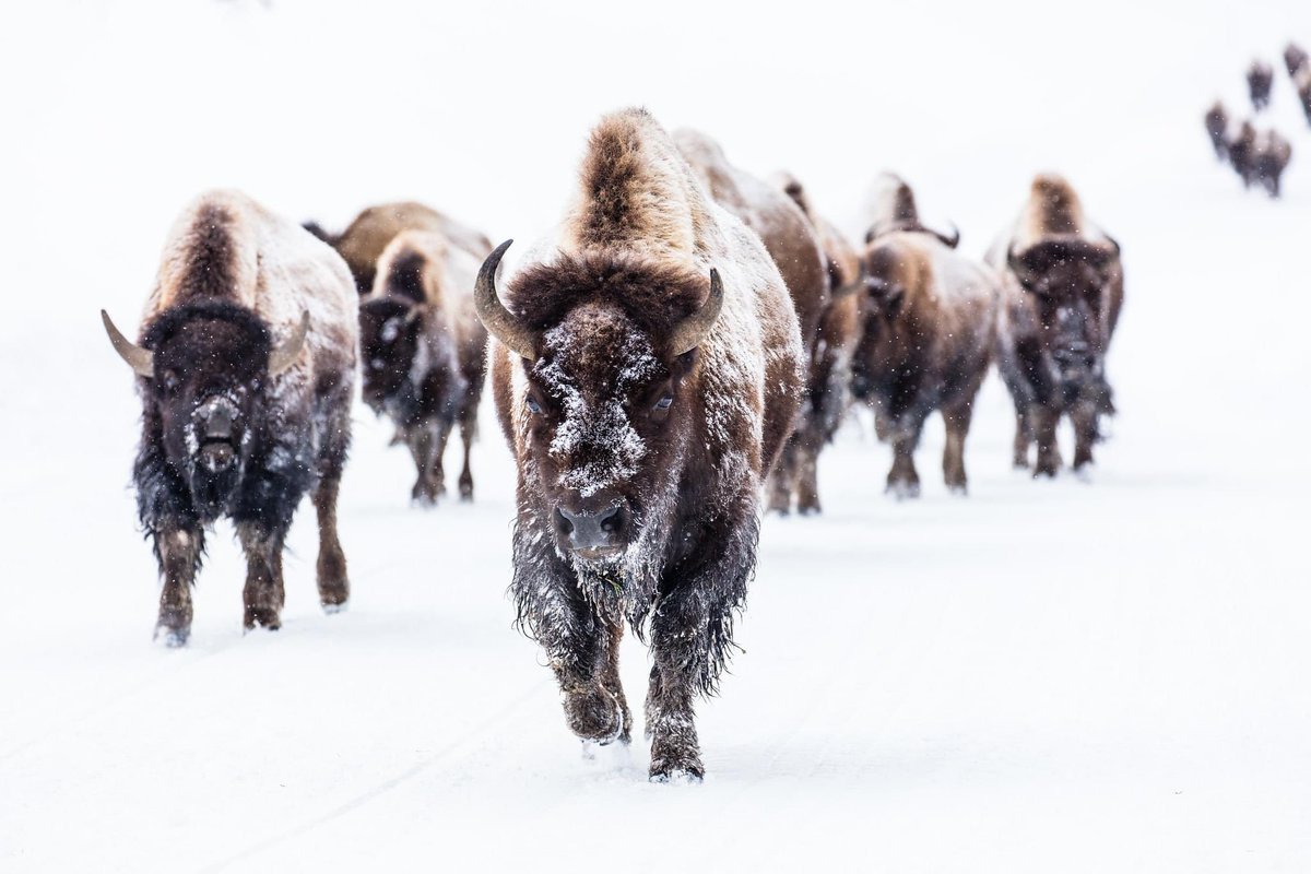 Tuck Willard (@coachtwillard_8) on Twitter photo Best week of practice we have had in my two years with <a href="/Bison_BSB/">Southern Union Baseball</a> . One week away from opening day. The fellas are ready to roll! #HerdβπΌ Best week of practice we have had in my two years with <a href="/Bison_BSB/">Southern Union Baseball</a> . One week away from opening day. The fellas are ready to roll! #HerdβπΌ