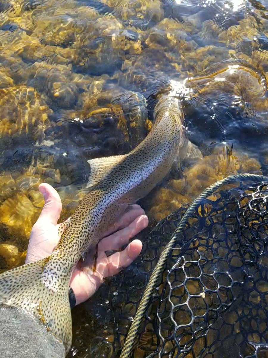 C BurrowsJohnson on Twitter "Trout fishing in Canada 😉 a novel written by Richard Brautigan