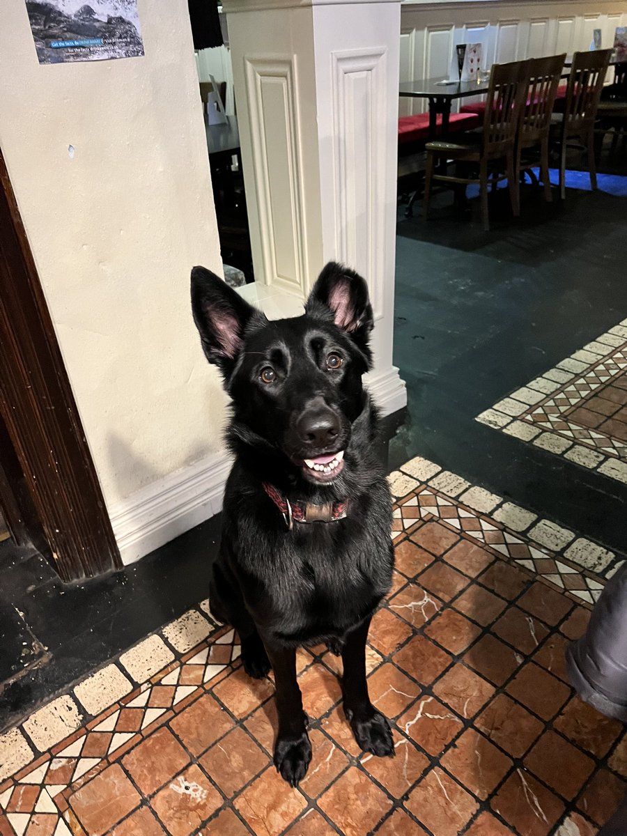 3466Maggie's tweet photo. Harper getting work experience @blackstoneballymena#gsd #gsdpup #gsdtiktok #gsdinstagram #germanshepherd #germanshepherdtiktok #germanshepherdinstagram #blackgermanshepherd #blackgermanshepherdinstagram #blackgermanshepherdtiktok #gsdowner #harperinstagram #beer #pub #ballymena https://t.co/2JmSOpuqnf