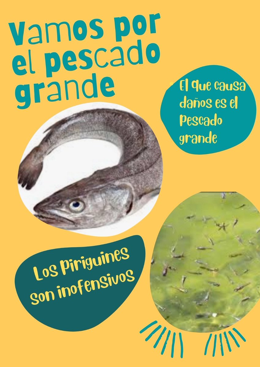 c_fica1's tweet photo. .                    En Chile
El q causa daños es el pescado grande
       Los piriguines son inofensivos
@PRChile @udipopular @RNchile @PDC_Chile
                   Conclusion
  Vamos por el pescado más dañino,      
      vamos por el pescado grande
          #ChileLoAgradecera https://t.co/Vb1yywO7Dh