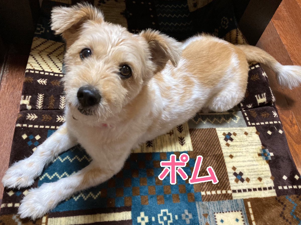 ponple_57's tweet photo. 【主な登場人(?)物】
・私
・私の母みーこ
・愛犬ポム♀
・野良猫ピッピ♀

🐶2012年里親募集のサイトでポムと出会い家族に。2023年11歳

🐱2021年春、野良猫がウチの車庫で子猫を産む。母猫がピッピ… 

2021年5月「さくらねこ」に

只今、家猫へ勧誘中…

#ポムとピッピ https://t.co/jVtvdrISe5