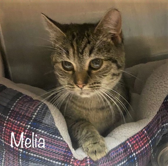 sachikoko's tweet photo. 💖CUTE 1YO BROWN #TABBY KITTY "MELIA"💖
😿💕CAME IN WITH LADYANN
📢NEEDS #ADOPTION OR #RESCUE🚔
▶ID 642028 Cage 624 https://t.co/exGpab9SsJ
🙏🏾#ADOPT #PLEDGE #SAVEALIFE #AdoptDontShop
#MARIETTA #GA @cobbkitties #CAT #AdoptMe
#AdoptAShelterCat #CatsofTwitter #RescueMe https://t.co/BnZroo5AN3