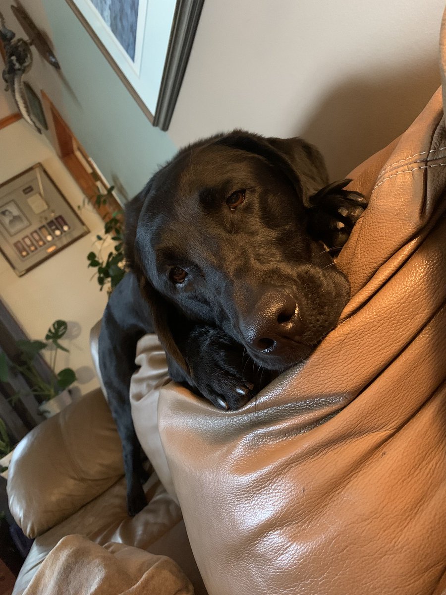 Sinwagon73's tweet photo. @HeyBenMcLean @KHSKingston Nothing better than the love of a dog 🐾❤️ https://t.co/twJuIji5PP