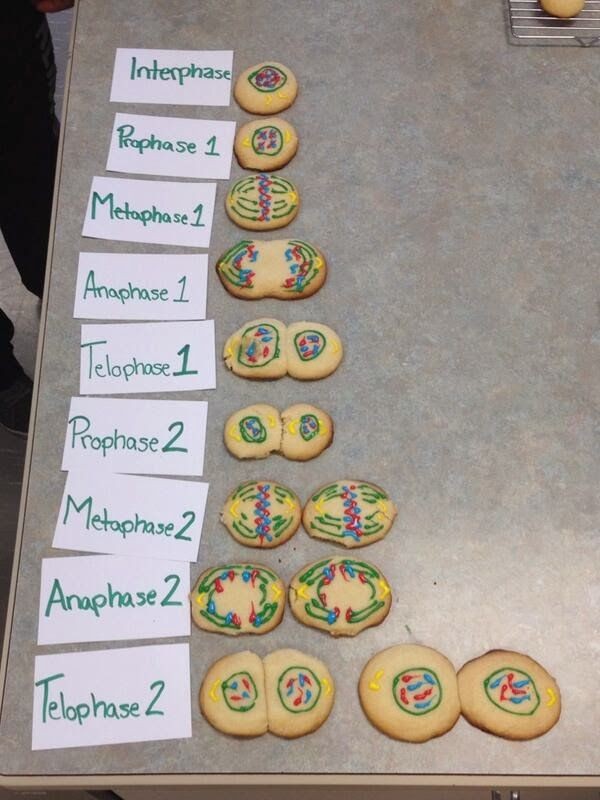 lahelendiez's tweet photo. las galletas de los de ciencias: https://t.co/gQ1yanK5CP