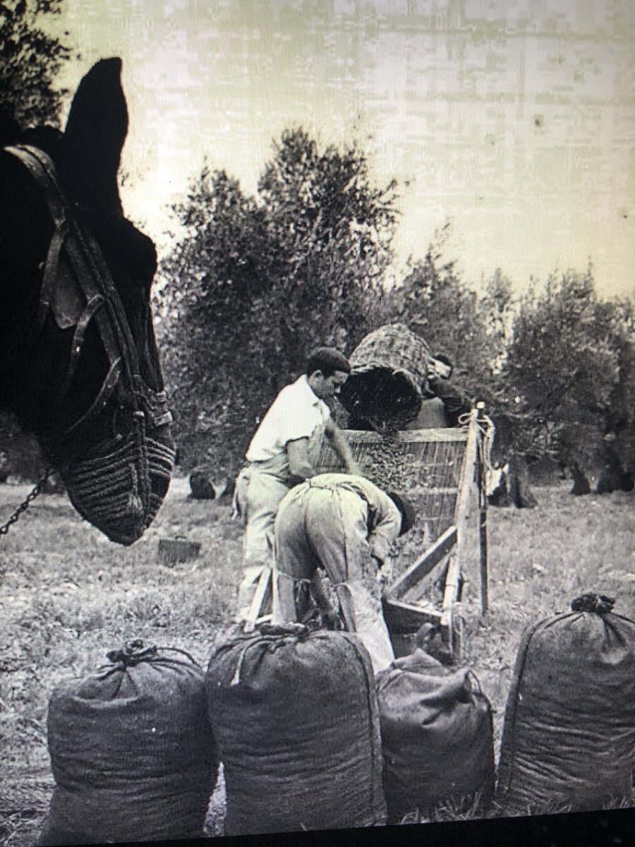 Aquellos Olivares tradicionales.