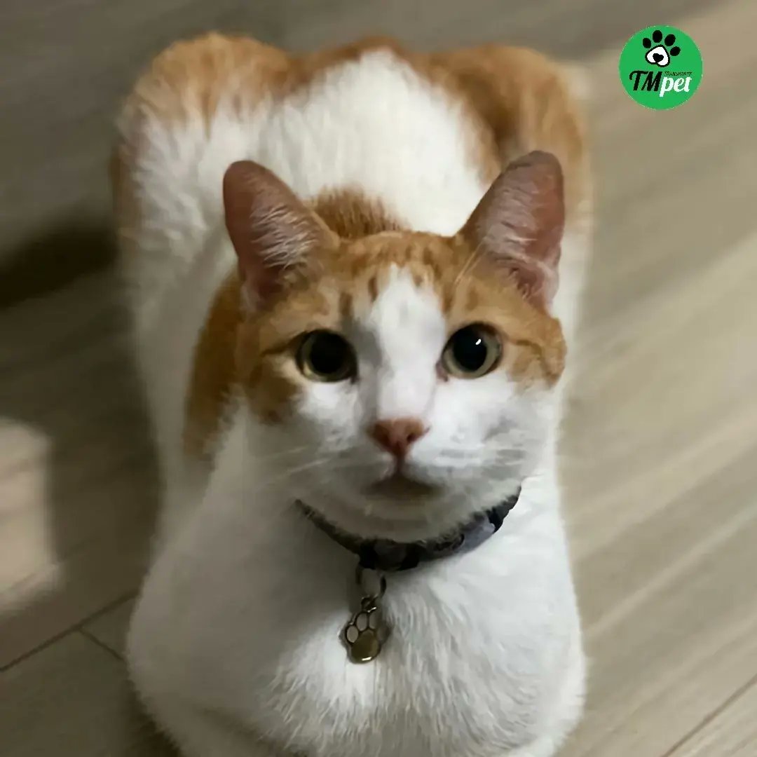 tmtransportepet's tweet photo. @tmtransportepet de Sinop/MT x Curitiba/PR

⁣TM Tranporte Pet
Transporte terrestre interestadual de pets 
Não fazemos FRETE, Transportamos VIDAS! 

📲WhatsApp (51) 99310-2259 
📧contato@tmtransportepet.com.br 
🌐https://t.co/a27nNsnT3p
#tmtransportepet⁣ https://t.co/r0jmq5Ms5A