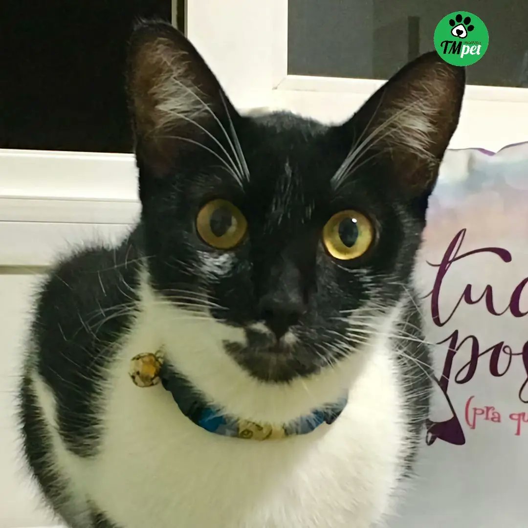 tmtransportepet's tweet photo. @tmtransportepet de Sinop/MT x Curitiba/PR

⁣TM Tranporte Pet
Transporte terrestre interestadual de pets 
Não fazemos FRETE, Transportamos VIDAS! 

📲WhatsApp (51) 99310-2259 
📧contato@tmtransportepet.com.br 
🌐https://t.co/a27nNsnT3p
#tmtransportepet⁣ https://t.co/r0jmq5Ms5A