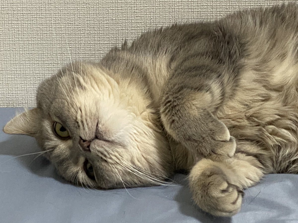 うらめしニャ〜🙀

#猫好きさんと繋がりたい